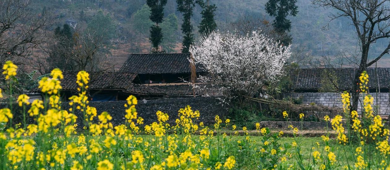 Caravan Ha Giang Tour – Buckwheat Flower 3