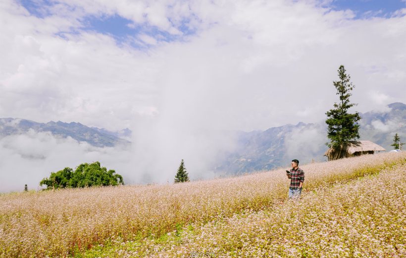 Caravan Ha Giang Tour – Buckwheat Flower